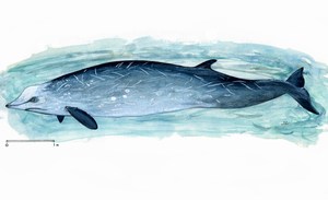 dessin de Baleine bécune Cuvier